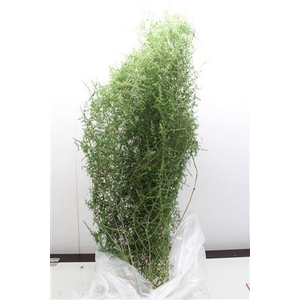 Asparagus setaceus 'Selvatico'