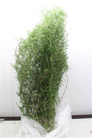 <h4>Asparagus setaceus 'Selvatico'</h4>