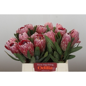 Protea Pink Ice