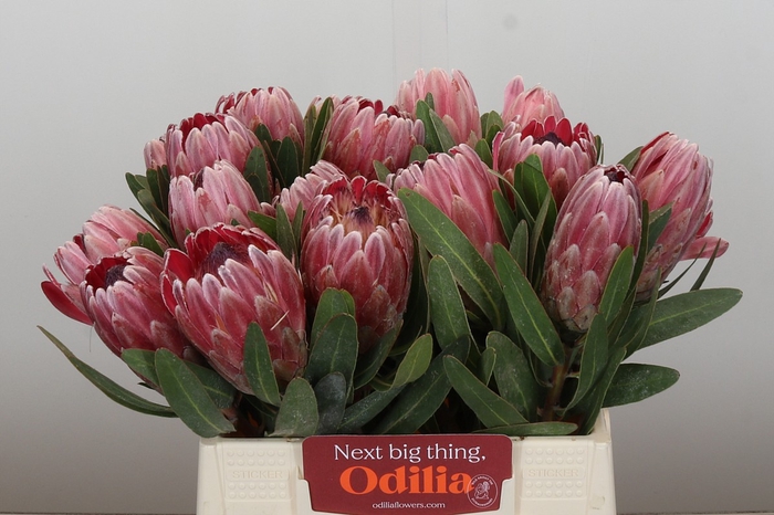 <h4>Protea Pink Ice</h4>