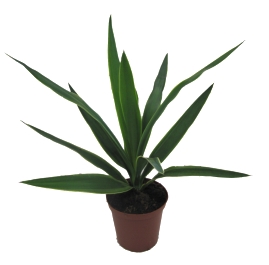 <h4>YUCCA ELEPHANTIPES P11</h4>