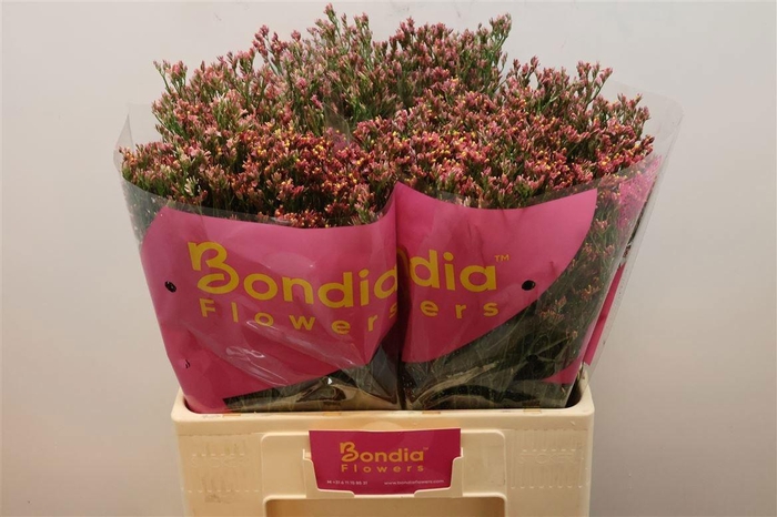 <h4>LIM SIN MAX DIA</h4>