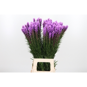 Liatris Spicata
