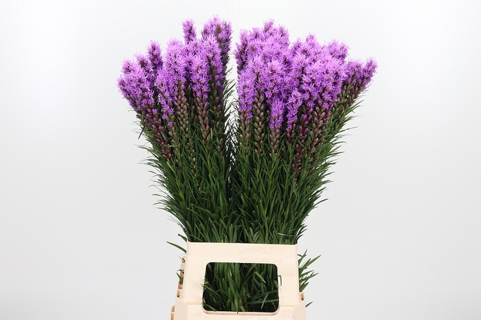 <h4>Liatris Spicata</h4>