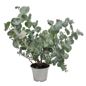 EUCAL GUNNII