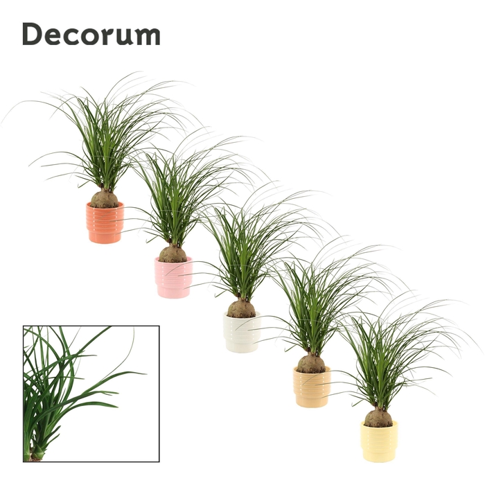 <h4>Beaucarnea Bol 12 cm in Naemi (Sympathetic moods-collection)</h4>