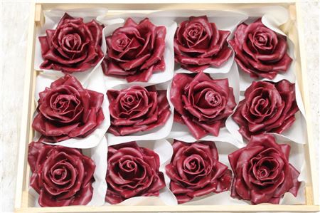 <h4>WAX ROOS BORDEAUX</h4>