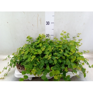 Ficus pumila 'Sunny Green'