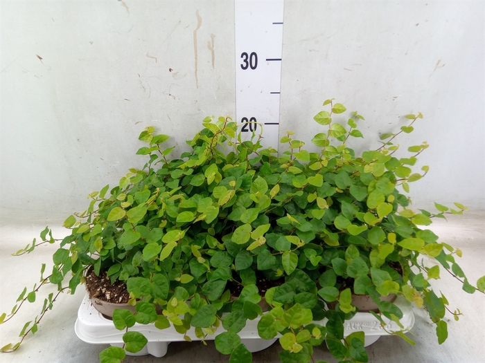 <h4>Ficus pumila 'Sunny Green'</h4>