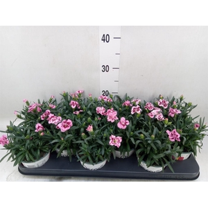 Dianthus  'Oscar Purple Star'