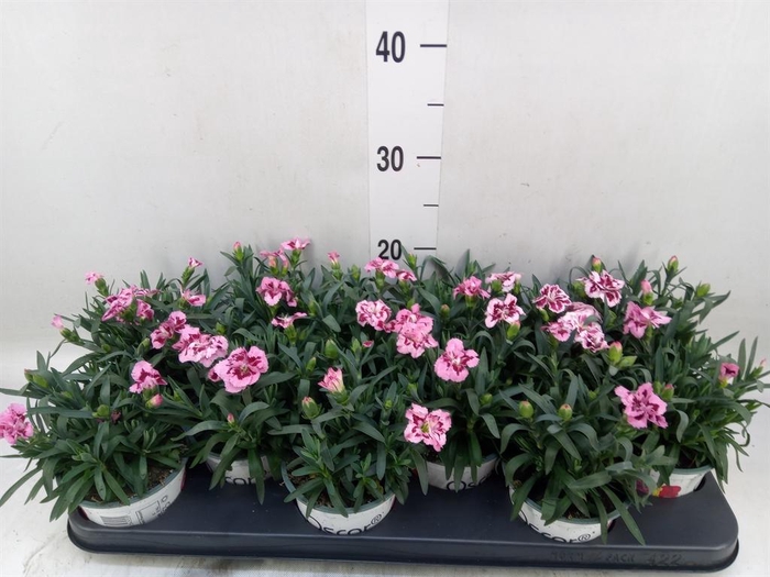 <h4>Dianthus  'Oscar Purple Star'</h4>