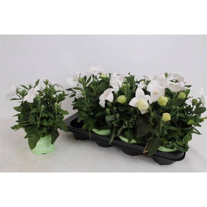 PLATYCO GR ASTRA WHI