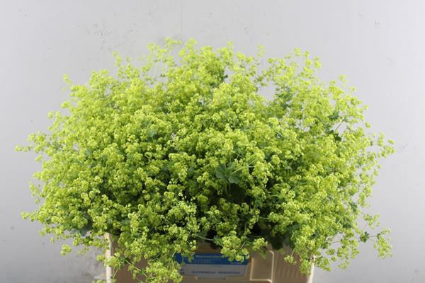 <h4>Alchemilla M Robustica L 60</h4>