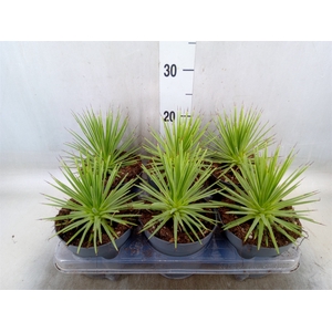 Agave stricta 'Nana'