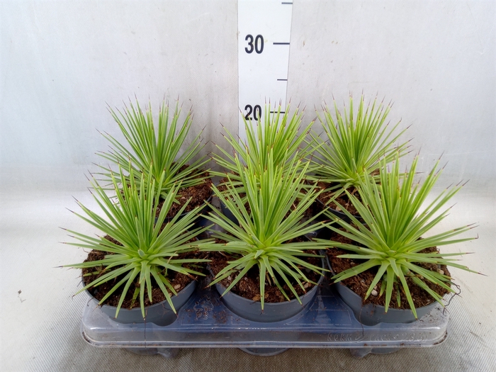 <h4>Agave stricta 'Nana'</h4>