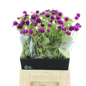 GOMPH PURPLE SPRAY