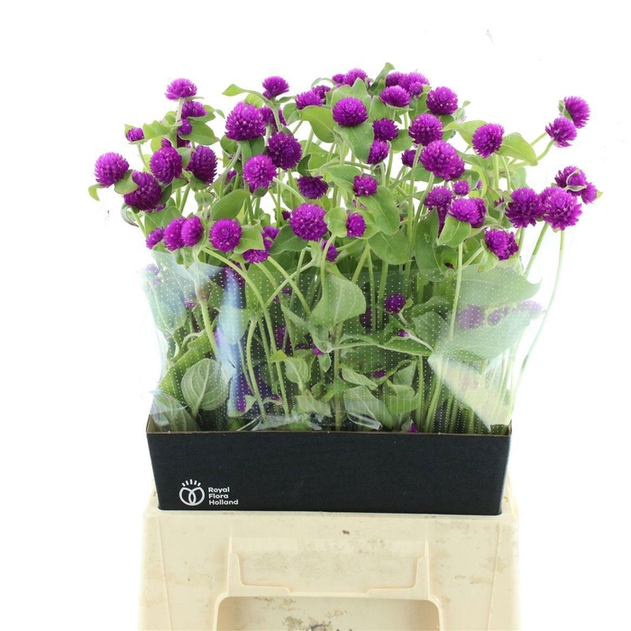 <h4>GOMPH PURPLE SPRAY</h4>