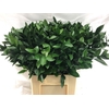 Ruscus