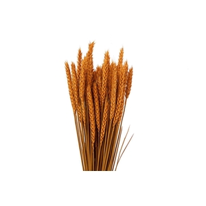 Dried Triticum X5 Frosted Orange Bunch