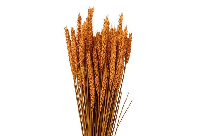 <h4>Dried Triticum X5 Frosted Orange Bunch</h4>