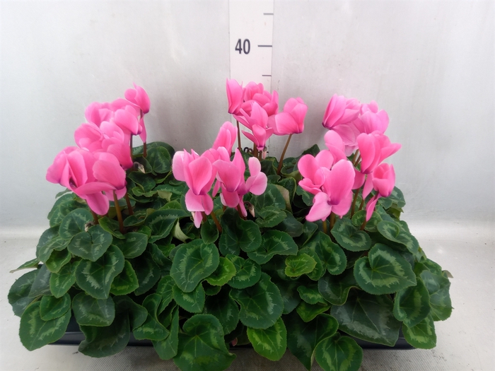 <h4>Cyclamen GR 'Leopardo'</h4>