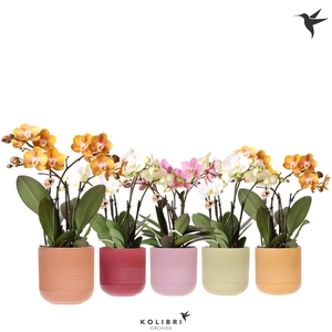 Kolibri Orchids Phalaenopsis Jewel mix 4 spike in Flare pot mix