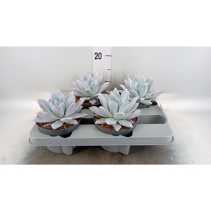 Echeveria  'Mexican Giant'