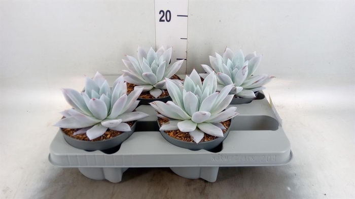 <h4>Echeveria 'Mexican Giant'</h4>