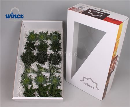 Aloe Mix (wincx) Cutflower Wincx-8cm