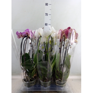 Phalaenopsis  'Elegant Cascade'