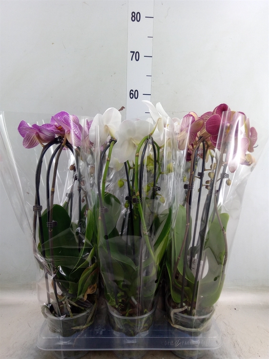 <h4>Phalaenopsis  'Elegant Cascade'</h4>