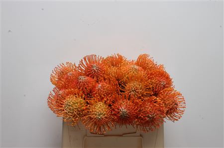 Leuco Ayoba Orange