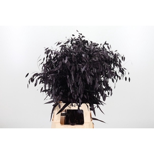 Chasmantium Kl Bh Aubergine