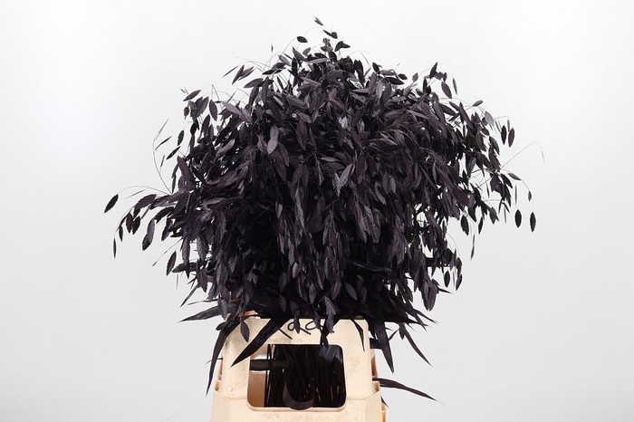 <h4>Chasmantium Kl Bh Aubergine</h4>