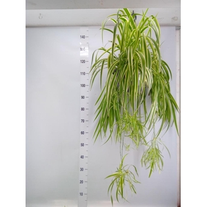 Chlorophytum com.