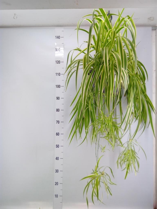<h4>Chlorophytum com.</h4>