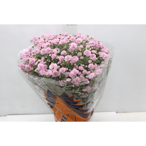 CRISANTEMO BOLA BELGA JASODA P20 ROSA