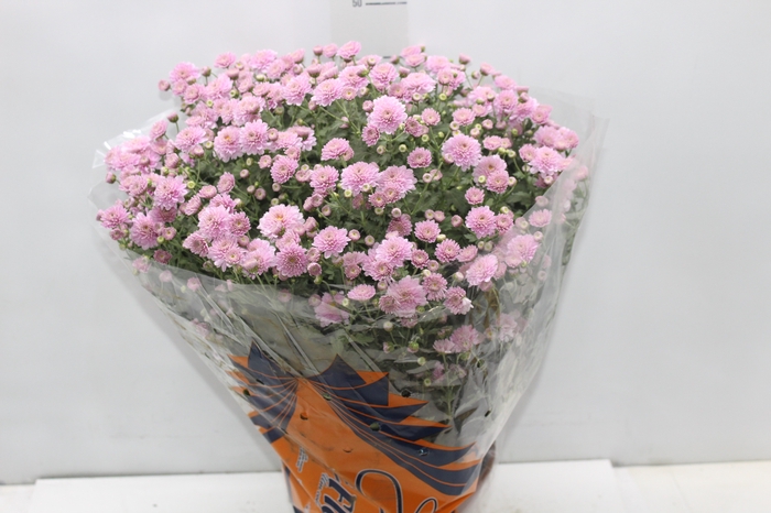 <h4>CRISANTEMO BOLA BELGA JASODA P20 ROSA</h4>