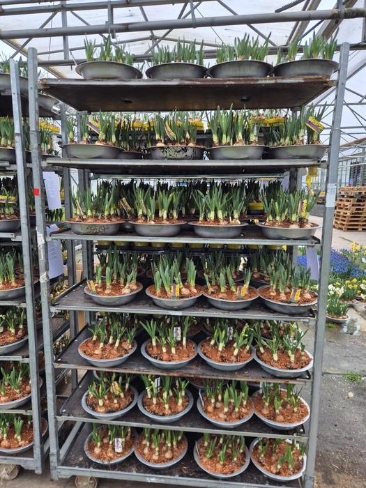 <h4>ARR NARCISSUS</h4>