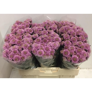 CHR SAN ELLIS PINK