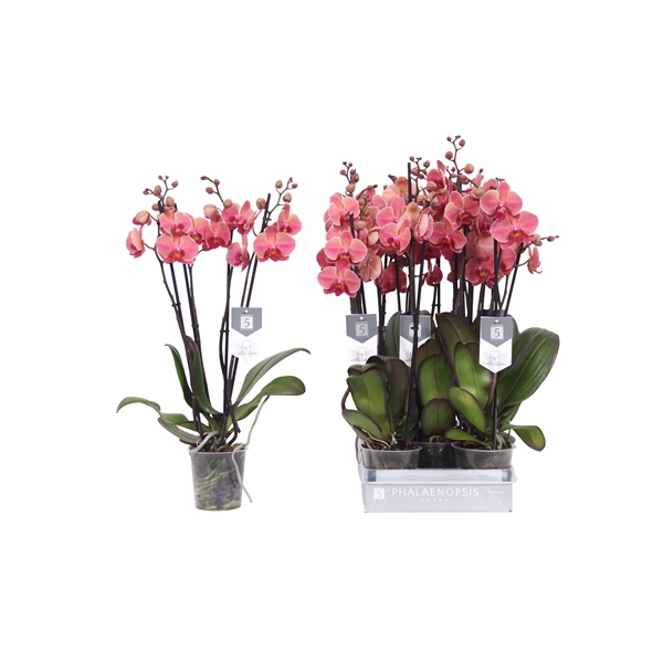 <h4>Phalaenopsis Narbonne, 4-spike 25+</h4>