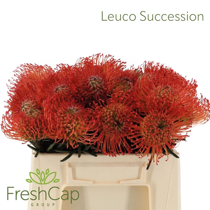 Leuco Succession