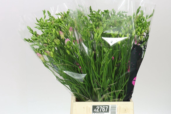 <h4>Fr Du Honeymoon</h4>