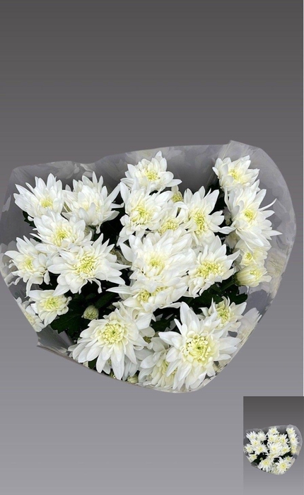 <h4>CHR T PASTELA WHITE</h4>