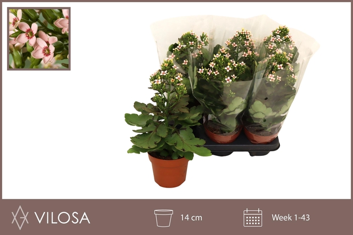 <h4>KAL FEMININE PINK</h4>