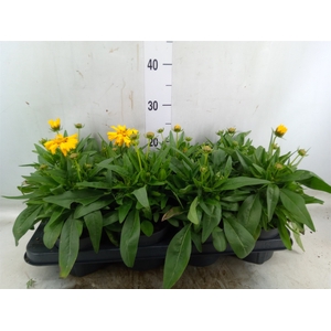 Coreopsis grand. 'Presto'