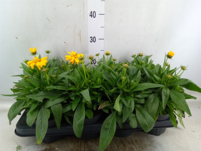 <h4>Coreopsis grand. 'Presto'</h4>