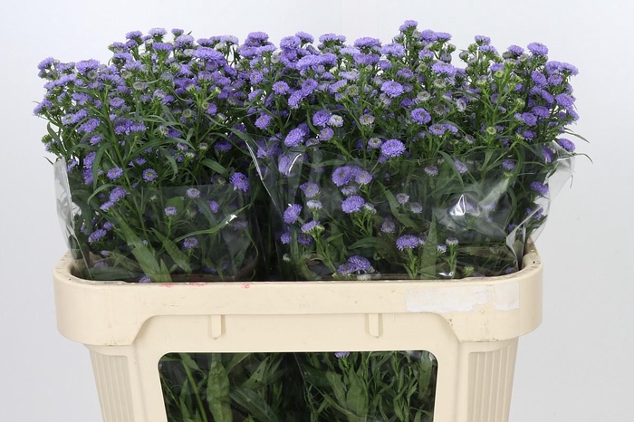 <h4>Aster Baby Blue</h4>