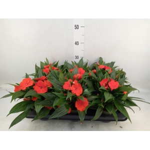 Impatiens NG 'Tamarinda Orange'