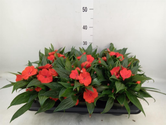 <h4>Impatiens NG 'Tamarinda Orange'</h4>
